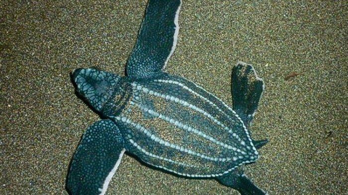 Penyu Belimbing, Reptil Laut Terbesar yang Kini Terancam Punah